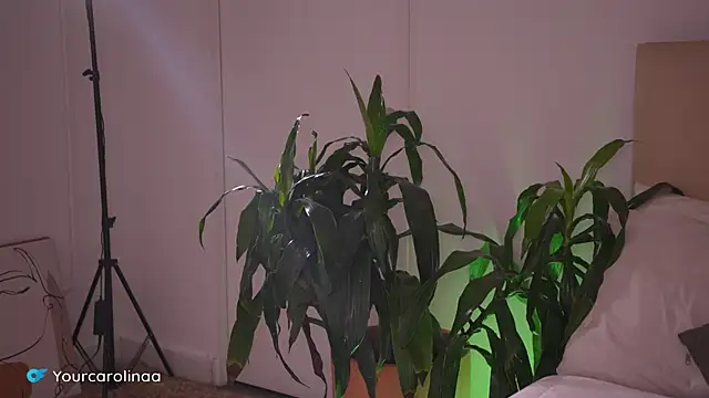 Carolart  online show from 6, 1, 2026