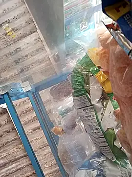 Lorenasex online show from 15, 11, 2025