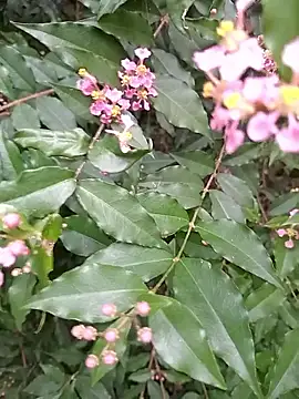 Thaohoa love online show from 9, 9, 2025