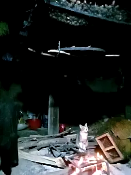 ngan-cute online show from 17, 11, 2025