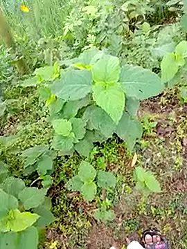 Snapshot of bigdaddyboy46 chatting on 9, 9, 2025 bigdaddyboy46 online show from 9, 9, 2025