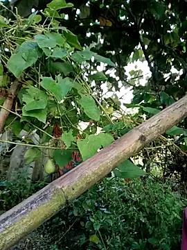 kemtuoi-sex online show from 4, 10, 2025