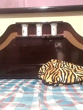 Cachorrinha2025 online show from 13, 11, 2025