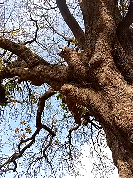 Rs sonam online show from 4, 4, 2026