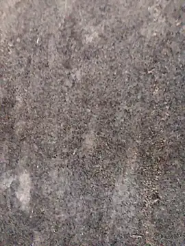 Snapshot of nagepalli chatting on 29, 11, 2025 nagepalli online show from 29, 11, 2025