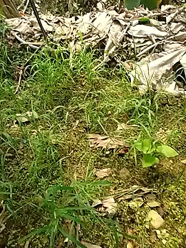 Sikici0734 online show from 26, 5, 2026