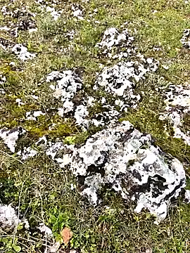 Sert erkek21 ysm online show from 30, 3, 2026