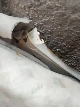 blackhot30 online show from 12, 10, 2025