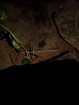 naveen 3222 online show from 15, 4, 2026