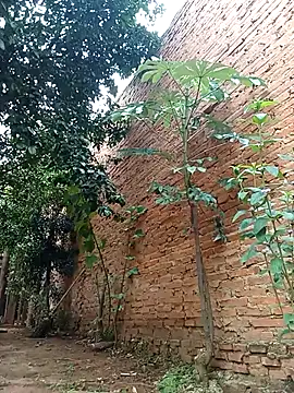 Snapshot of Jorgebenitez_1 chatting on 28, 10, 2025 Jorgebenitez 1 online show from 28, 10, 2025