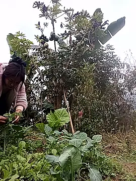 Alice-567 online show from 11, 1, 2026