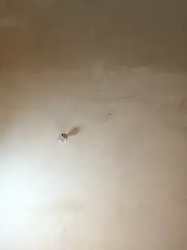 NiaLong21  online show from 17, 1, 2026