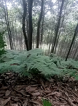 thuy-kieu online show from 9, 1, 2026