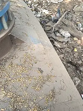 Playboy pune  online show from 26, 11, 2025