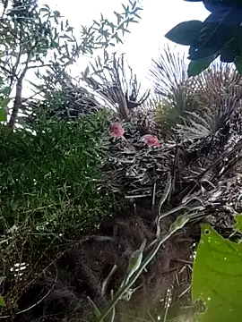 Snapshot of braidqueen00 chatting on 21, 12, 2025 braidqueen00 online show from 21, 12, 2025