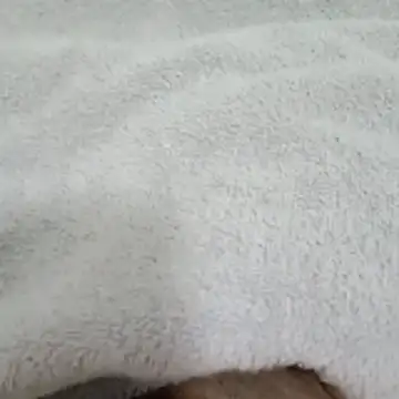 Novinhocomedordeppk online show from 12, 1, 2026