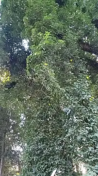 Horny hippie online show from 24, 10, 2025