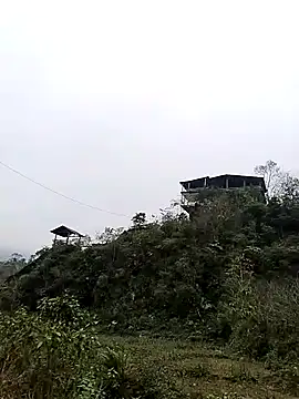 neko-nancy online show from 7, 1, 2026