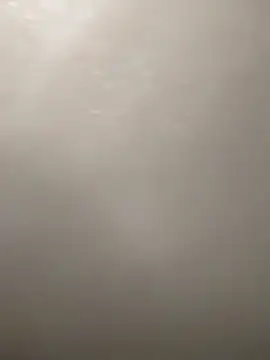 Camellia-Pink online show from 16, 3, 2026