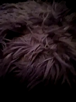 LilithAngle online show from 11, 1, 2026