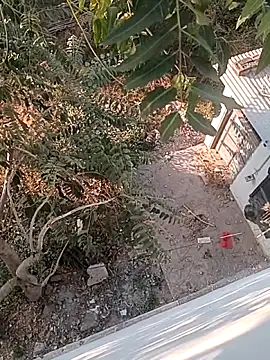 Prem Ran online show from 22, 12, 2025