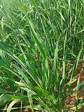 Kirti sexy online show from 15, 1, 2026