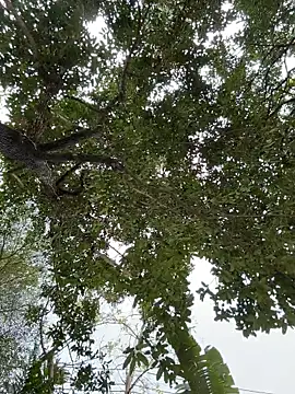 Snapshot of IceMur chatting on 23, 2, 2026 IceMur online show from 23, 2, 2026