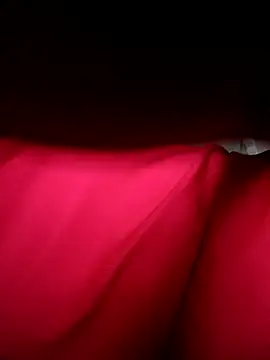 Hoa-tuylip online show from 11, 4, 2026