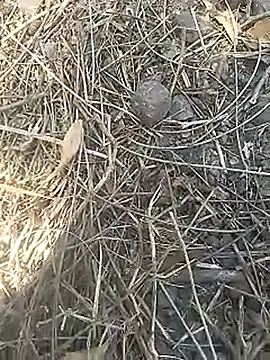 Cute Boy 4 online show from 2, 4, 2026