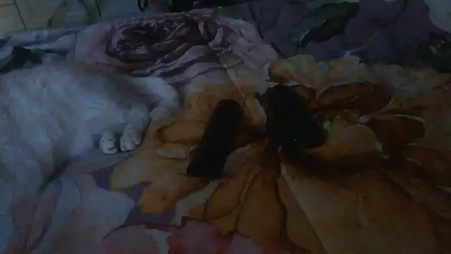 luanahot1 online show from 31, 3, 2026