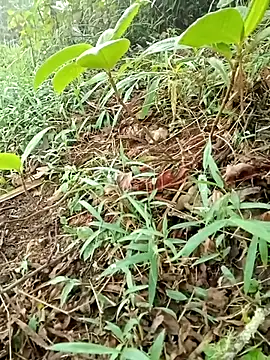 maymay121 online show from 18, 4, 2026