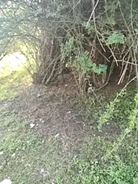 Snapshot of junedkhan99 chatting on 3, 4, 2026 junedkhan99 online show from 3, 4, 2026