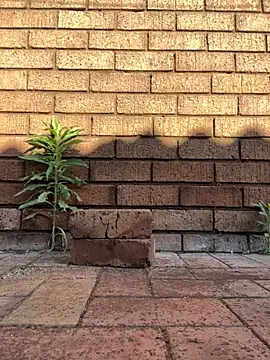 Snapshot of ZeusBlackDick chatting on 1, 11, 2025 ZeusBlackDick online show from 1, 11, 2025