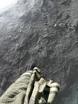 Bengali BULL1 online show from 17, 11, 2025