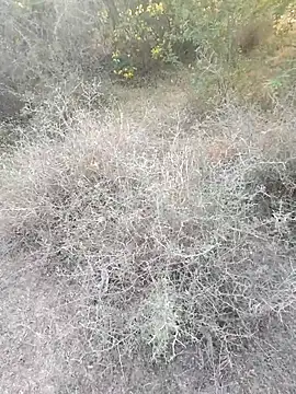 rameshmry1 online show from 6, 3, 2026