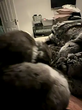 Snapshot of Furdale chatting on 24, 11, 2025 Furdale online show from 24, 11, 2025