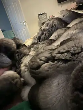 Furdale online show from 15, 2, 2026