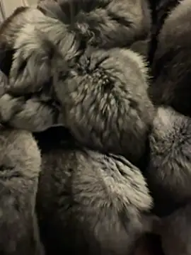 Furdale online show from 18, 2, 2026