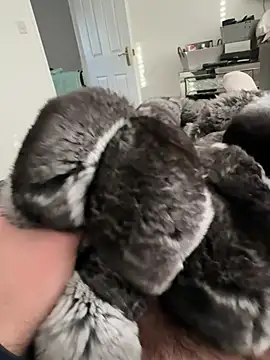 Furdale online show from 23, 2, 2026