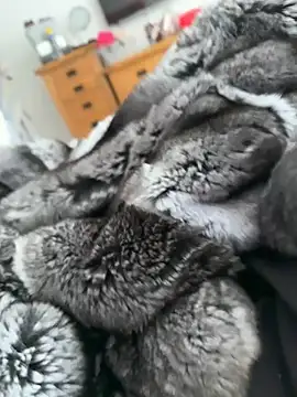 Furdale online show from 22, 4, 2026