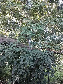 Rinku5553 online show from 12, 10, 2025