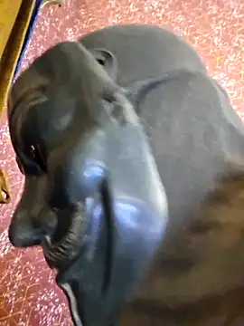 SugarNdBrownie online show from 8, 2, 2026