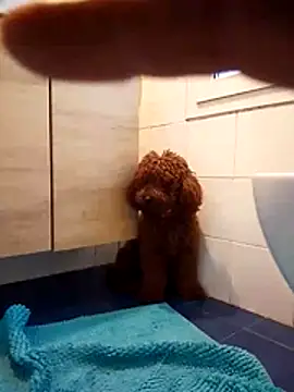 ValentinoRollstars online show from 18, 3, 2026