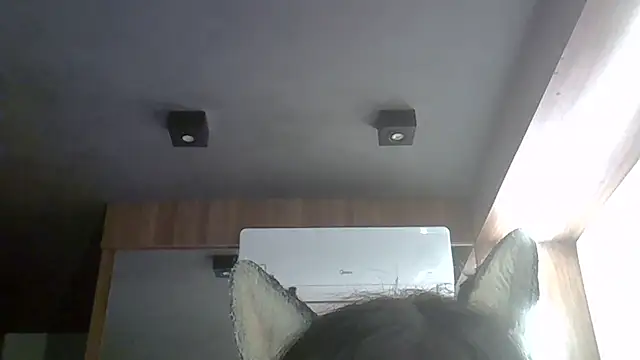 Skinny-Kitten online show from 17, 3, 2026