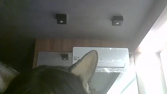 Snapshot of Skinny-Kitten chatting on 6, 7, 2026 Skinny-Kitten online show from 6, 7, 2026