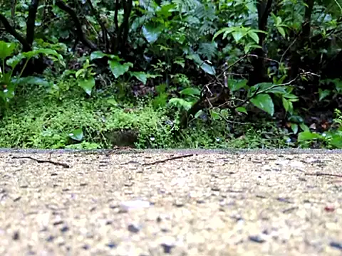 dk5888 online show from 9, 4, 2026