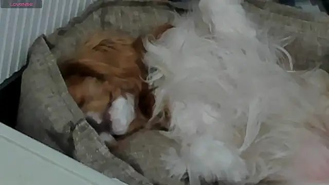 Peggy Beauty online show from 11, 2, 2025